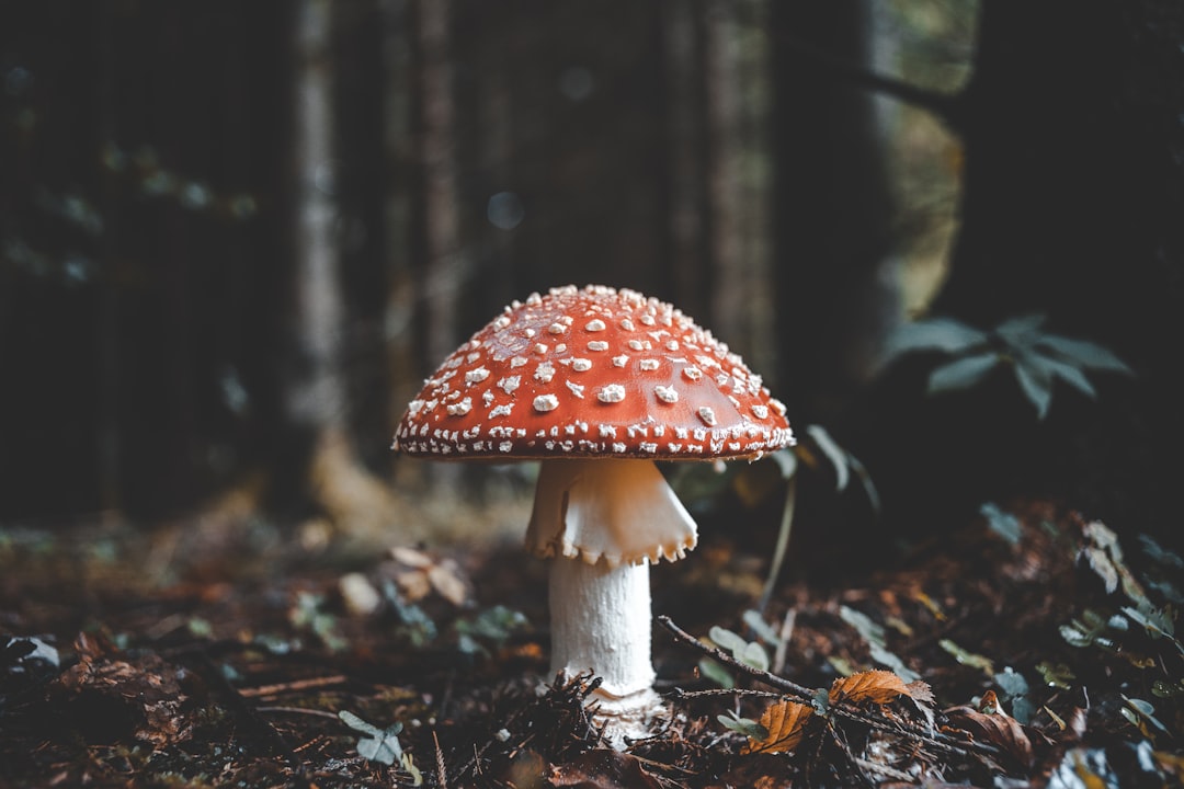 Pink Mushroom: A Rare and Enchanting Fungi